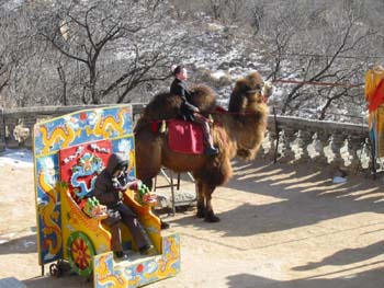 GreatWall.Camel